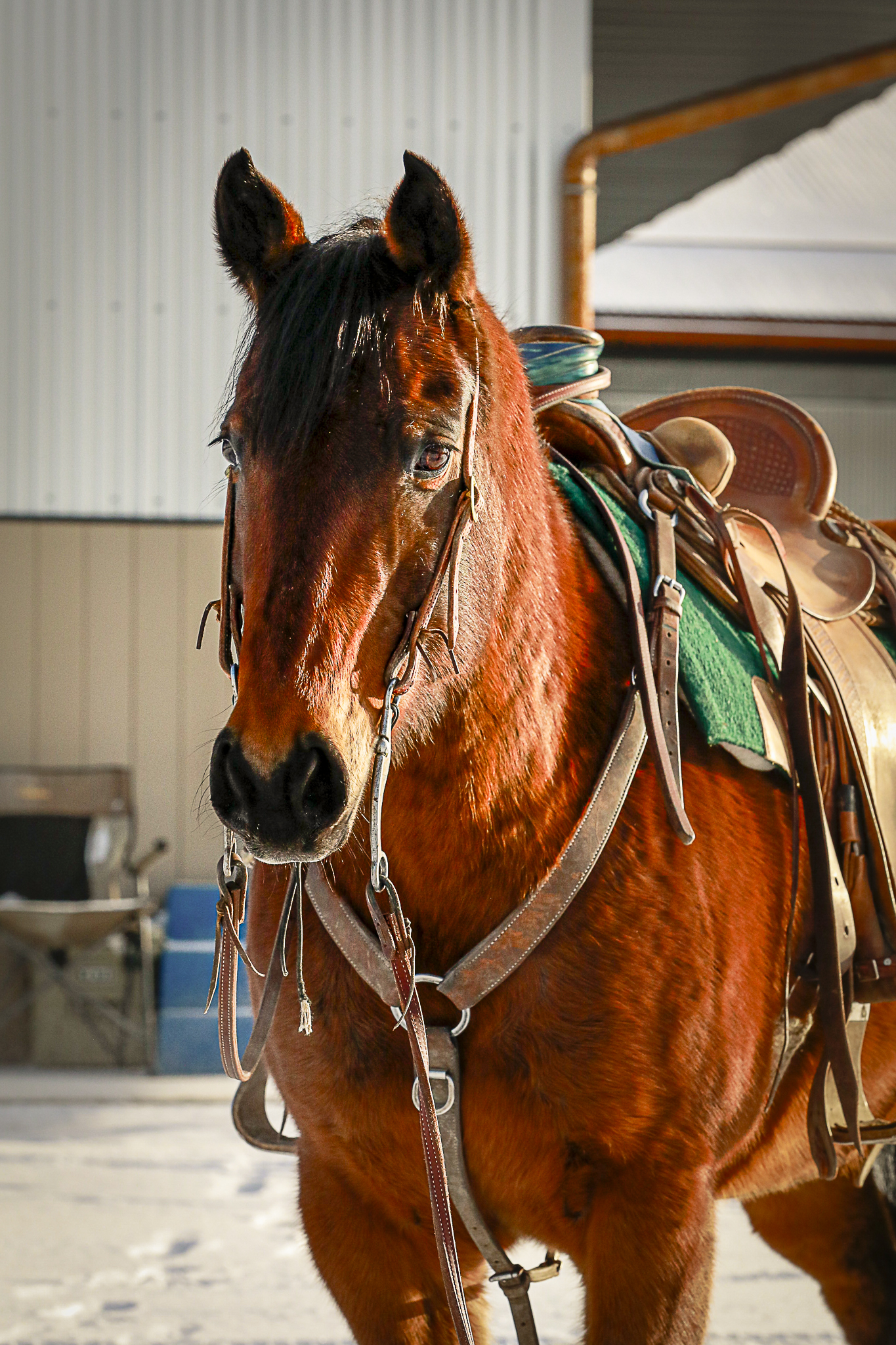 WHISKY PADDY WAGON