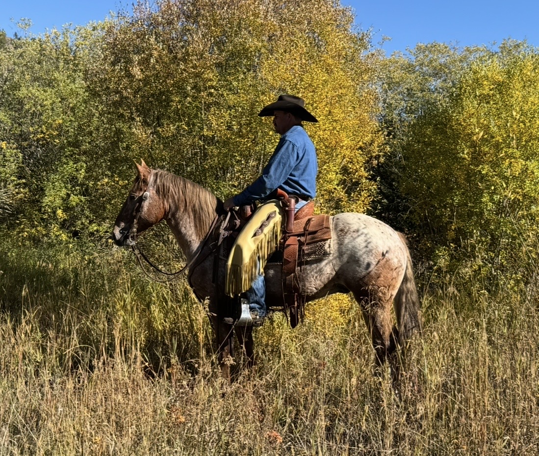 COCHISE