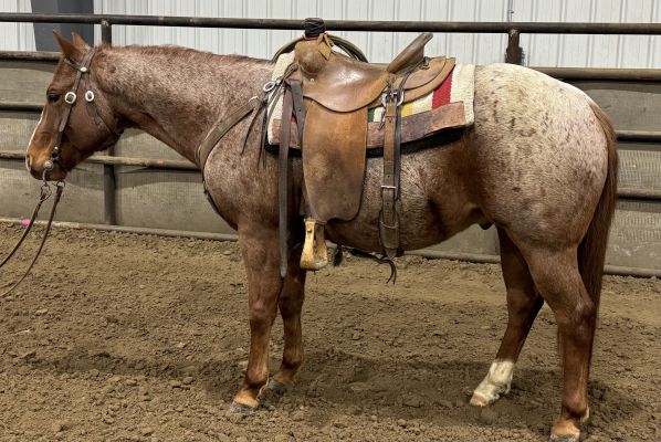 AA ROAN HICKORY