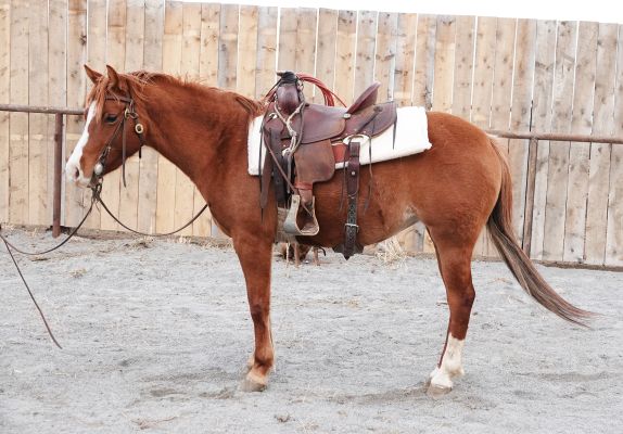 MISSED INDEPENDEANCE