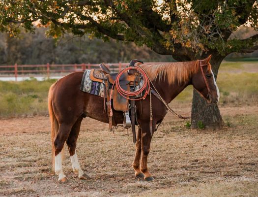 SOPHISTICATED SHINER