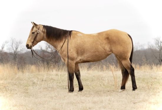 meeteetse pitchforkranchhorsesale, original  Pitchfork, Ranch horses, sale results