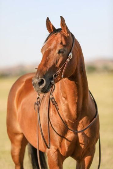 original meeteetsepitchforkranchhorsesale, meeteetse Pitchfork, Ranch horses, sale results