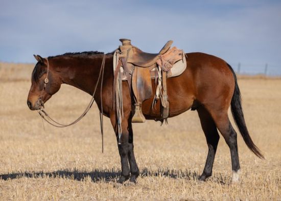 3rd High Selling Horse